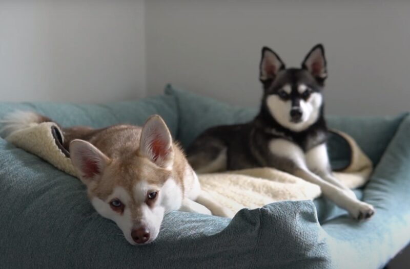 Alaskan Klee Ka and Siberian Husky