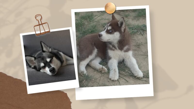 Coat and Coloration
