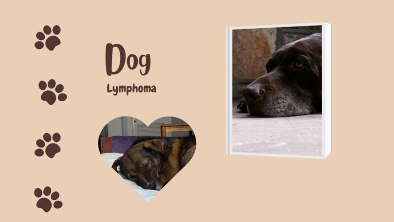Dog Lymphoma: Making The Gut-Wrenching Decision to Euthanize