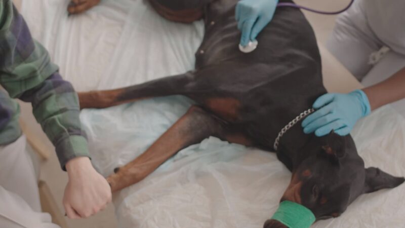Dogs After Surgery Recovery