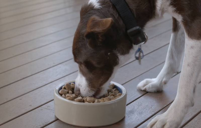 Dogs Eating