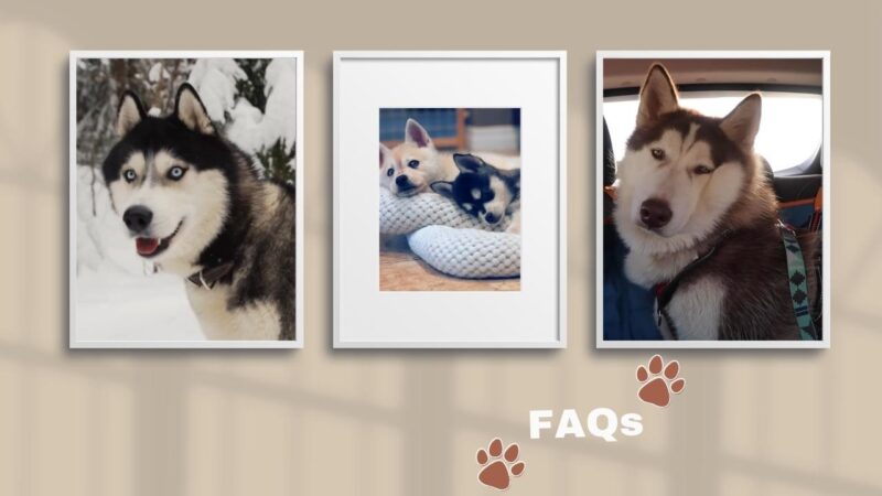 Alaskan Klee Kai Guide: History, Features & Taking Care - Lil Pet