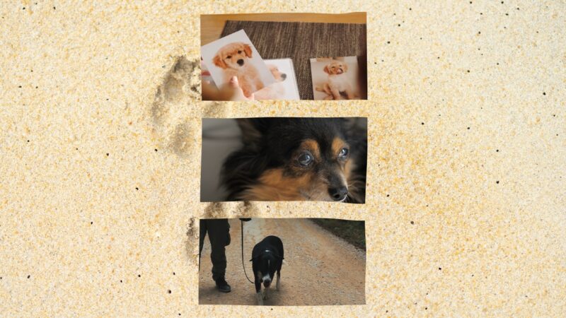 FAQs about Dog Lymphoma