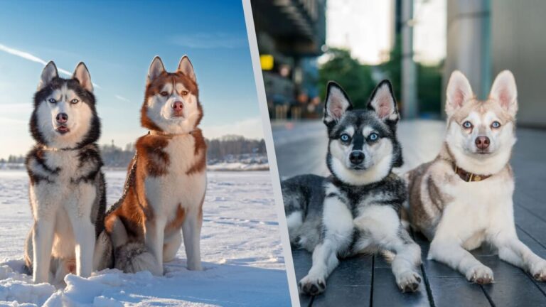 Siberian vs Alaskan Klee Husky - Compare two breeds