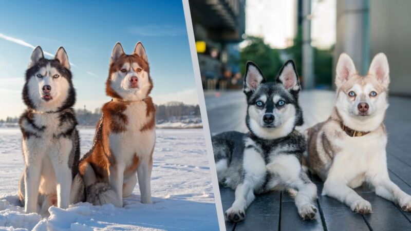 Siberian vs Alaskan Klee Husky - Compare two breeds