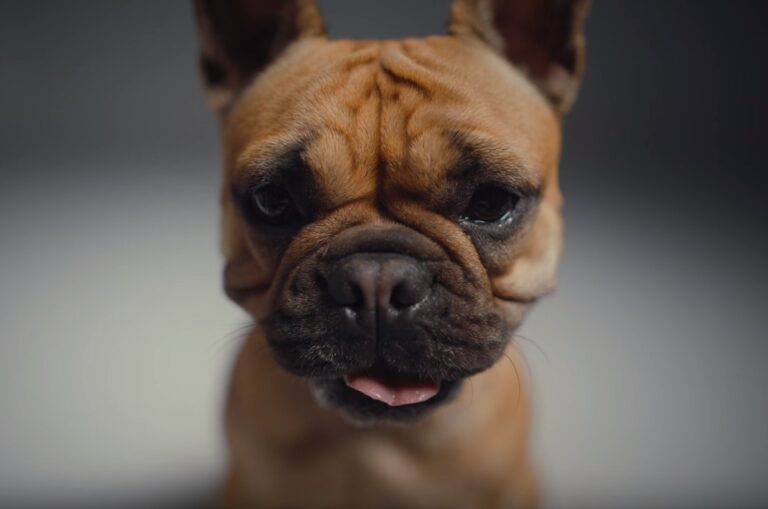 French Bulldog