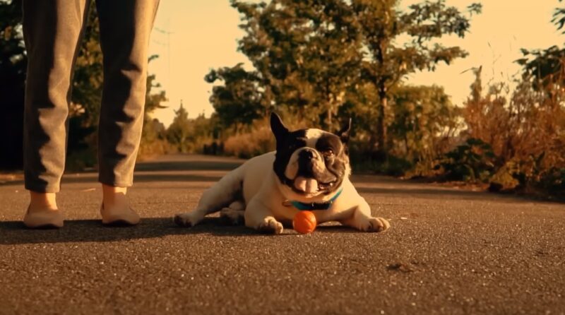 French Bulldog activity