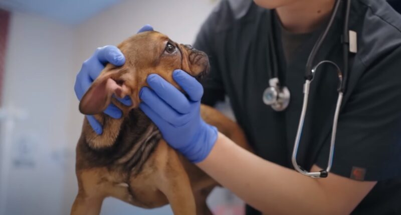 French Bulldog eye care