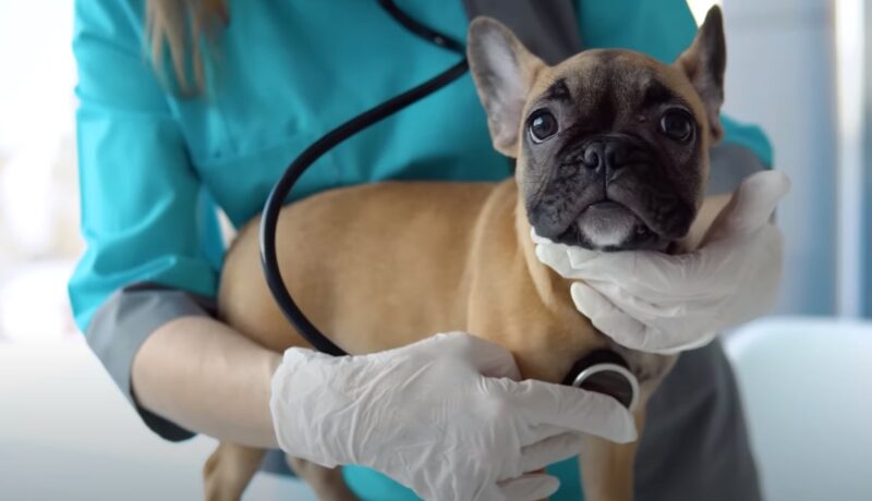 French Bulldog vet check