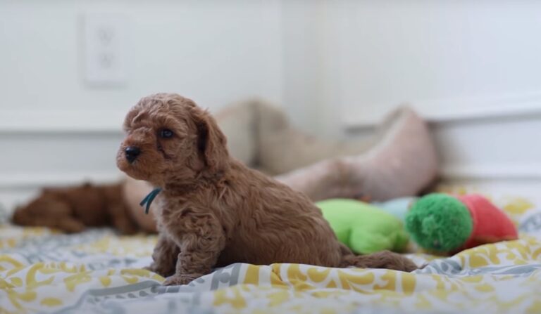 Goldendoodle