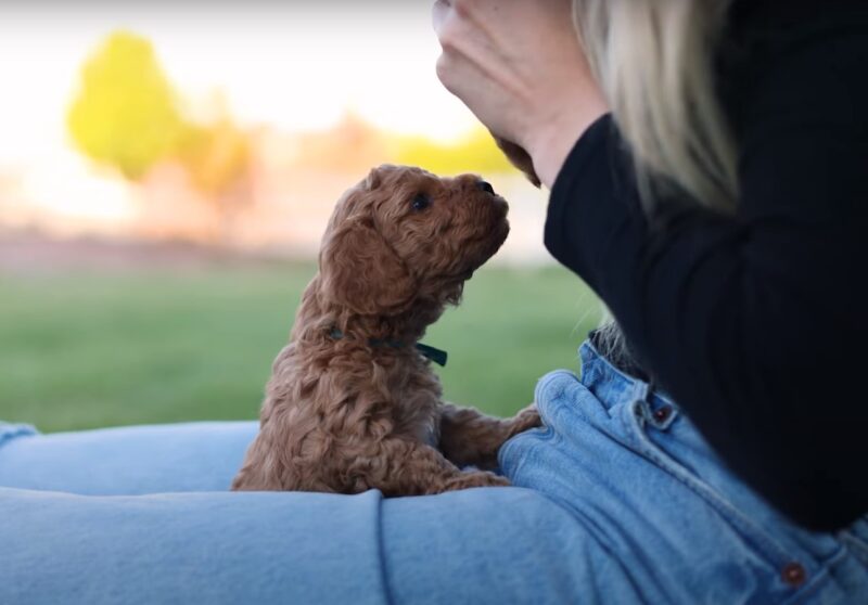 Goldendoodle cute puppy