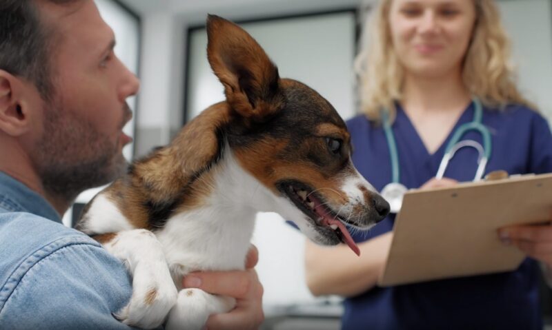 Portosystemic Shunts in Dogs vet