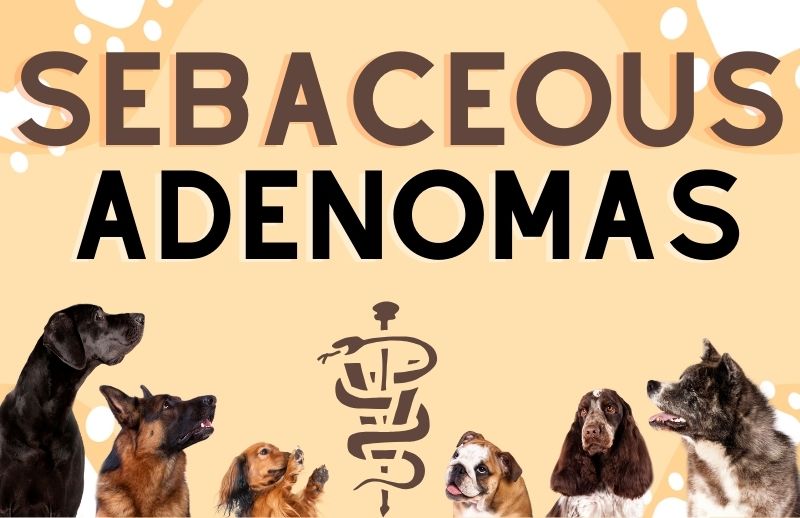 10 Easy Treatments for Sebaceous Adenomas in Dogs (2024)