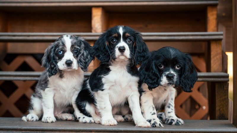 10 Little Known Facts About Cockalier Puppies - Dog Bar Charlotte