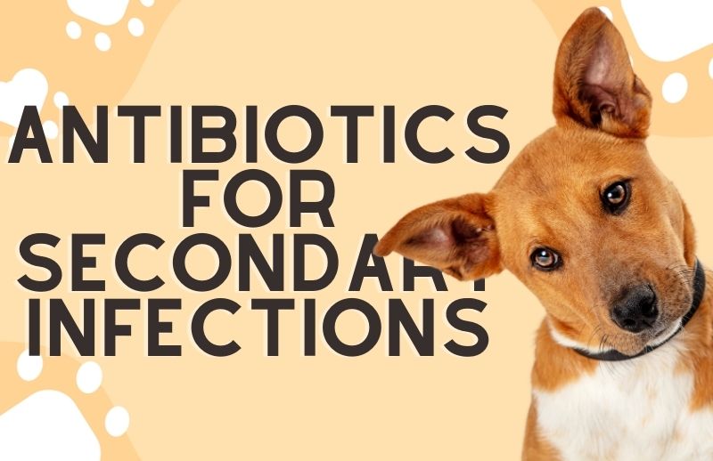Antibiotics for Secondary Infections