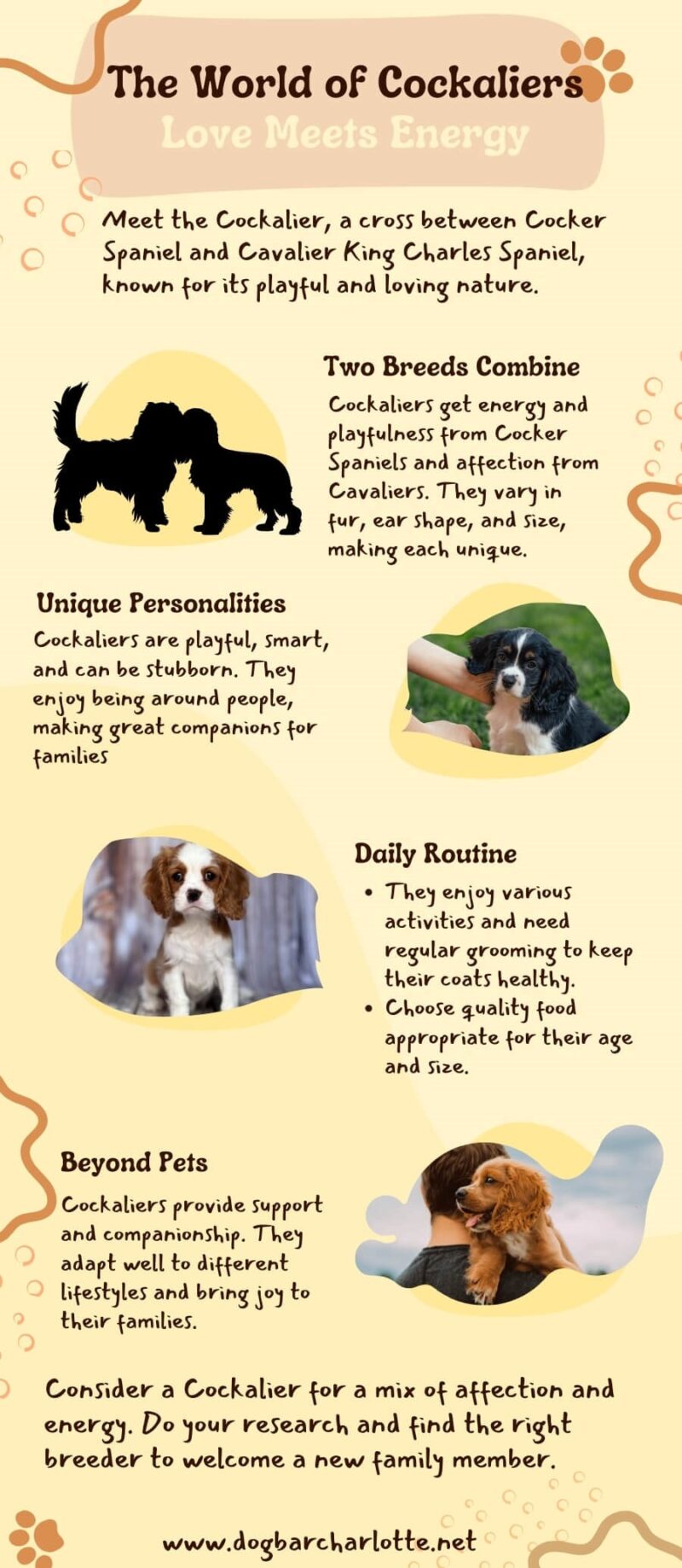 Infographic about Cockalier Puppies
