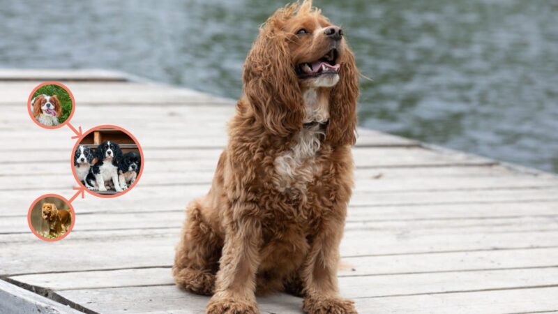 Cockalier are mix of two breeds - Cocker Spaniel and Cavalier King Charles Spaniels