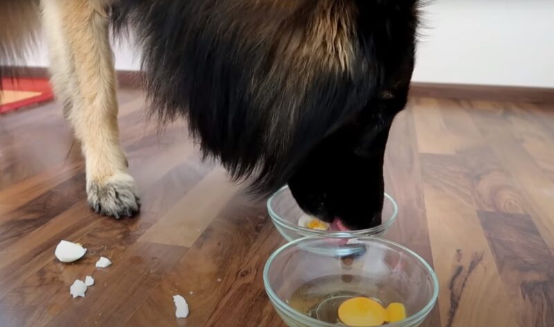 Eggs in Canine Diets