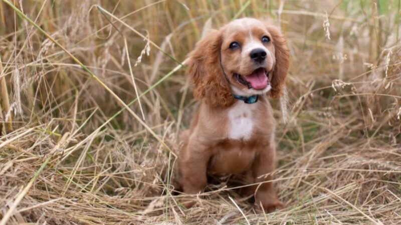 Play in nature with the Cockalier Puppy