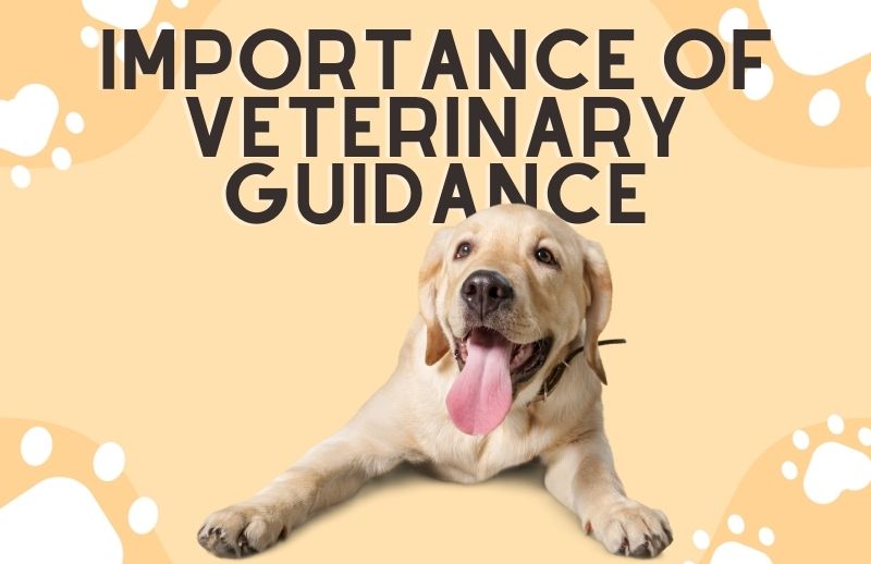 Importance of Veterinary Guidance