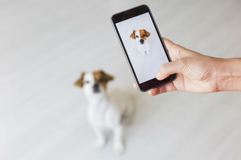 Editing Tips and Tricks to Make Your Pet Videos Go Viral
