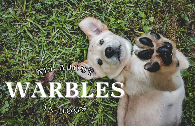 Things Your Dog Can't Tell You About Warbles
