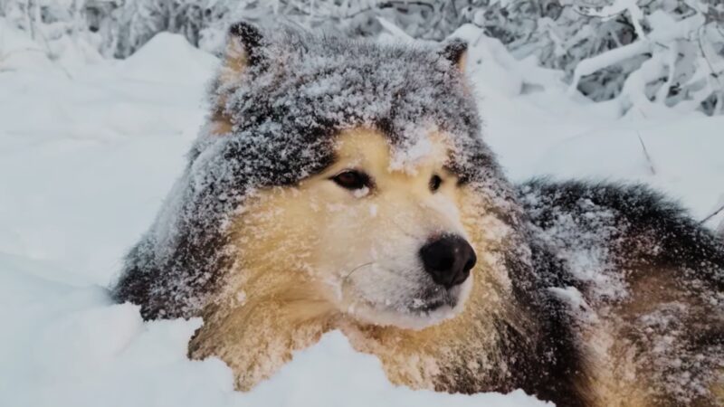 Alaskan Malamute