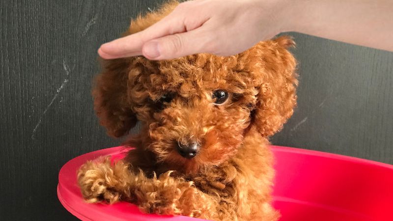 Are Poodles Good Dogs For People With Allergies