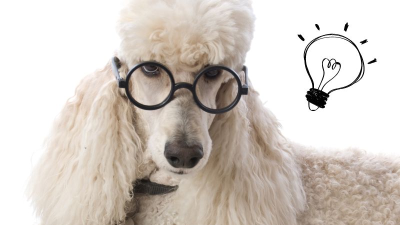 Are Poodles Smart