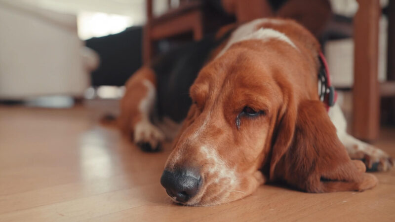 The Basset Hound breed is lying on the floor