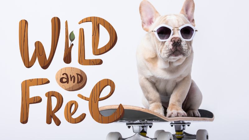 Bulldog Skateboarding With Cool Shades