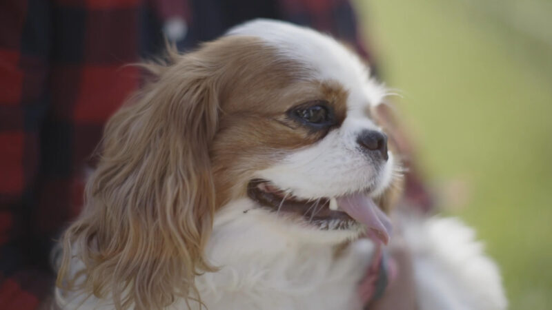 The breed Cavalier King Charles Spaniels and their relationship with cats