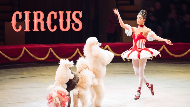 Dancing Poodles In The Circus