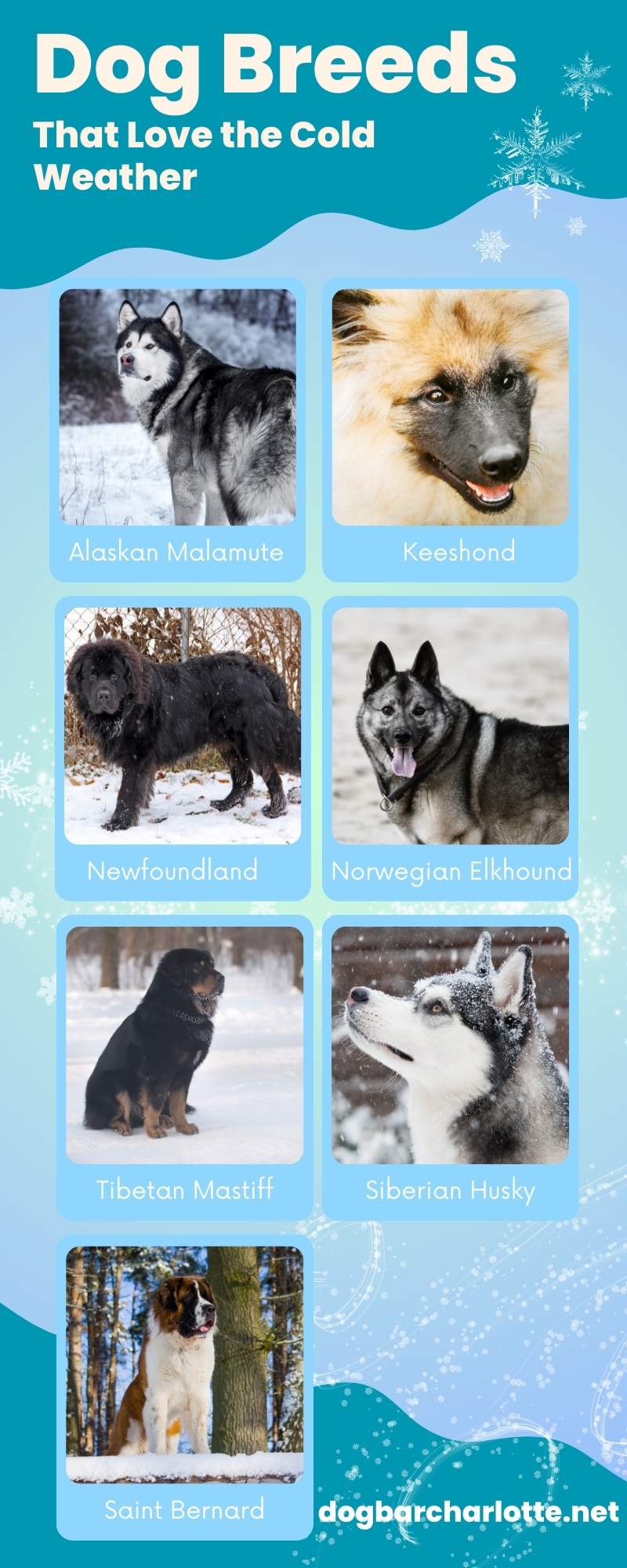 Dog Breeds That Love the Cold Weather Infographic