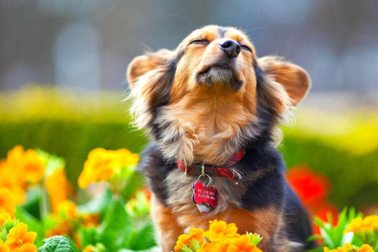 Dog Products Every Owner Needs for Spring