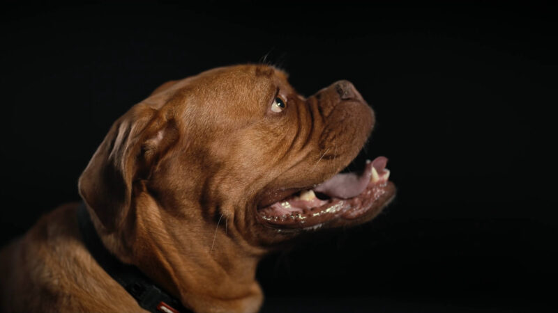 Dogue De Bordeaux Drools