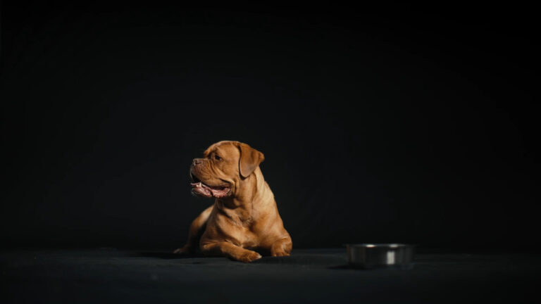 The Dogue De Bordeaux is lying on the floor