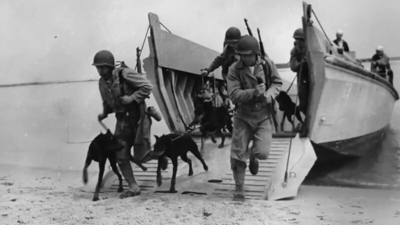 German Shepherd Dogs in World War II