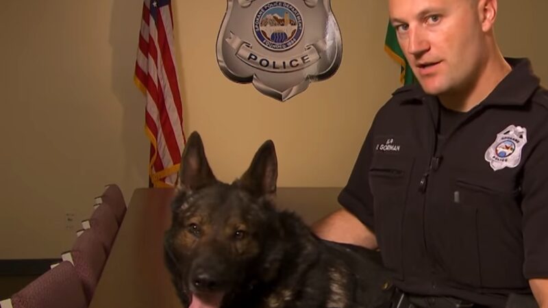 German Shepherd as A Police Dog