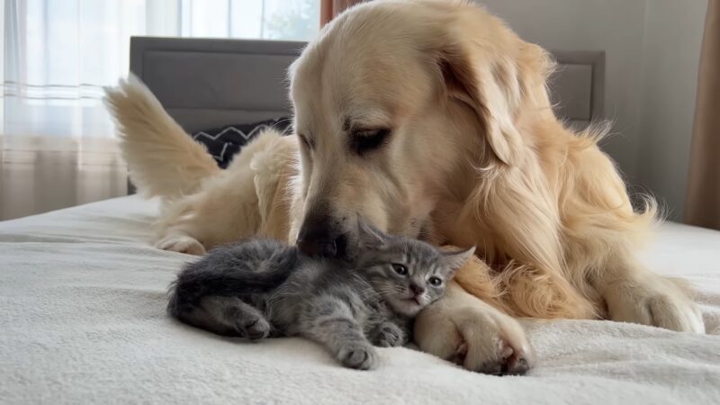 The Golden Retriever is lying together with a small kitten