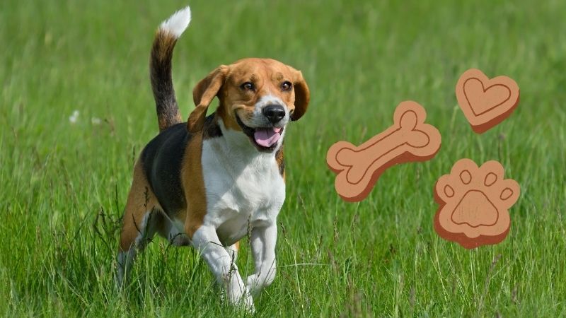How Active Are Beagles