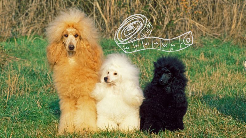 How Many Poodle Sizes Are There