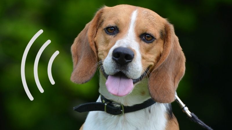 How Vocal Are Beagles