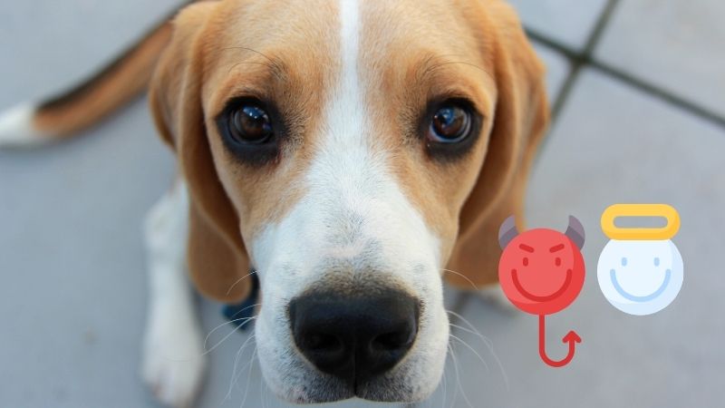 How Do Beagles Behave