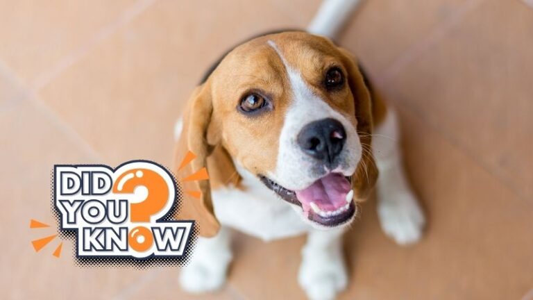 Interesting Facts about Beagle