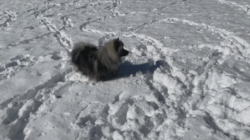 Keeshond