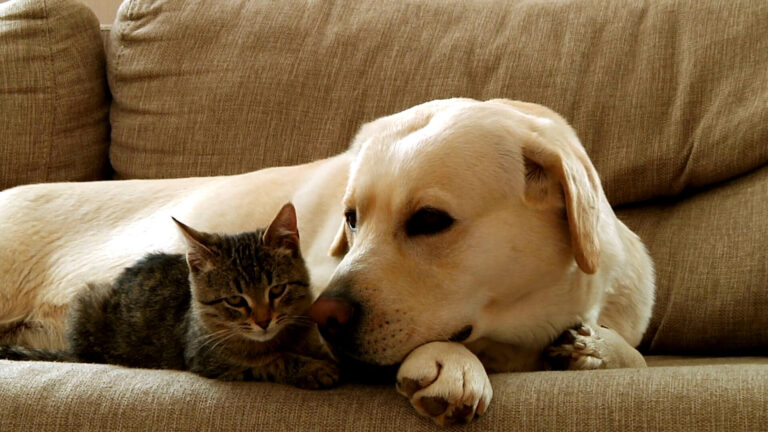 The Labrador Retriever is lying on the couch with the cat