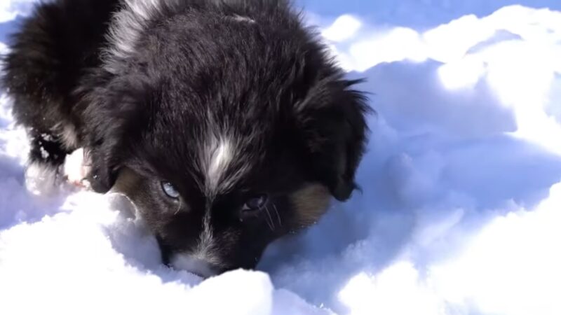 Miniature American Shepherd Eye Color