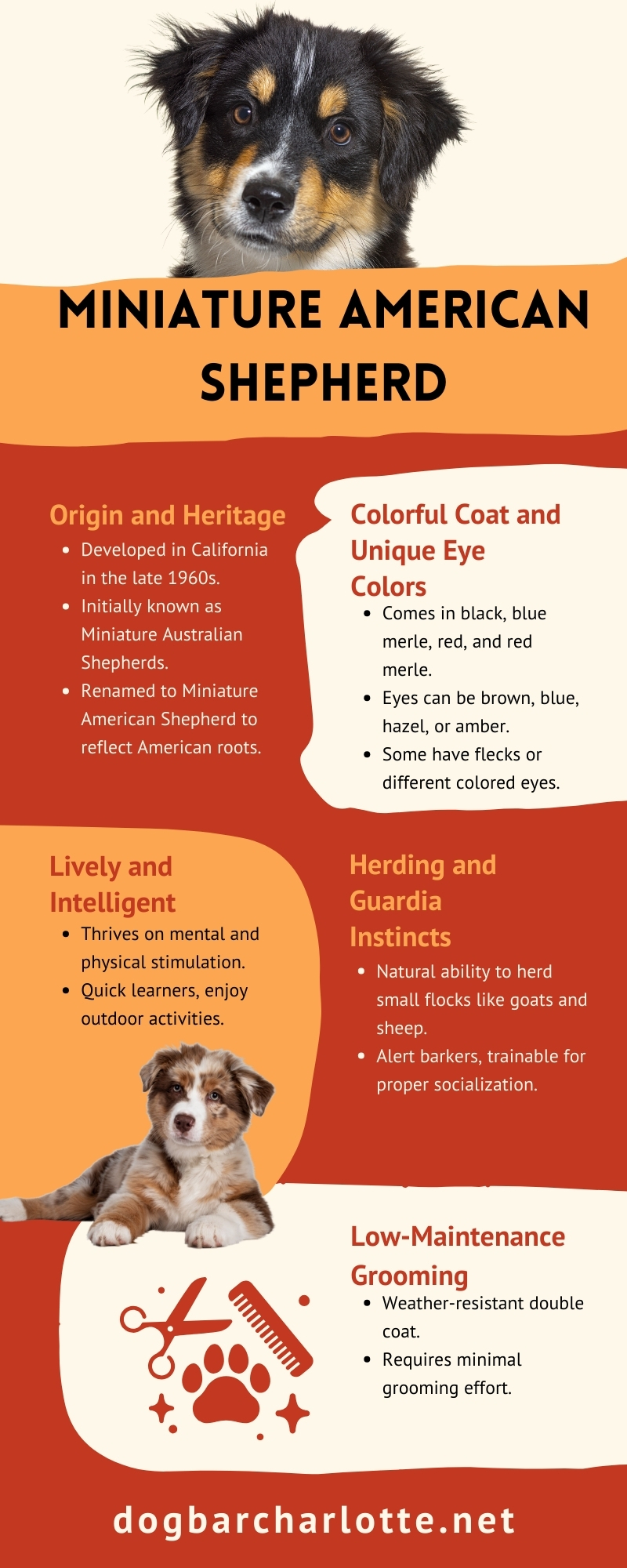 Miniature American Shepherd Facts Infographic