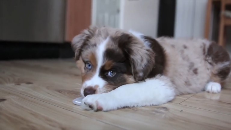 Miniature American Shepherd Facts You May Not Know